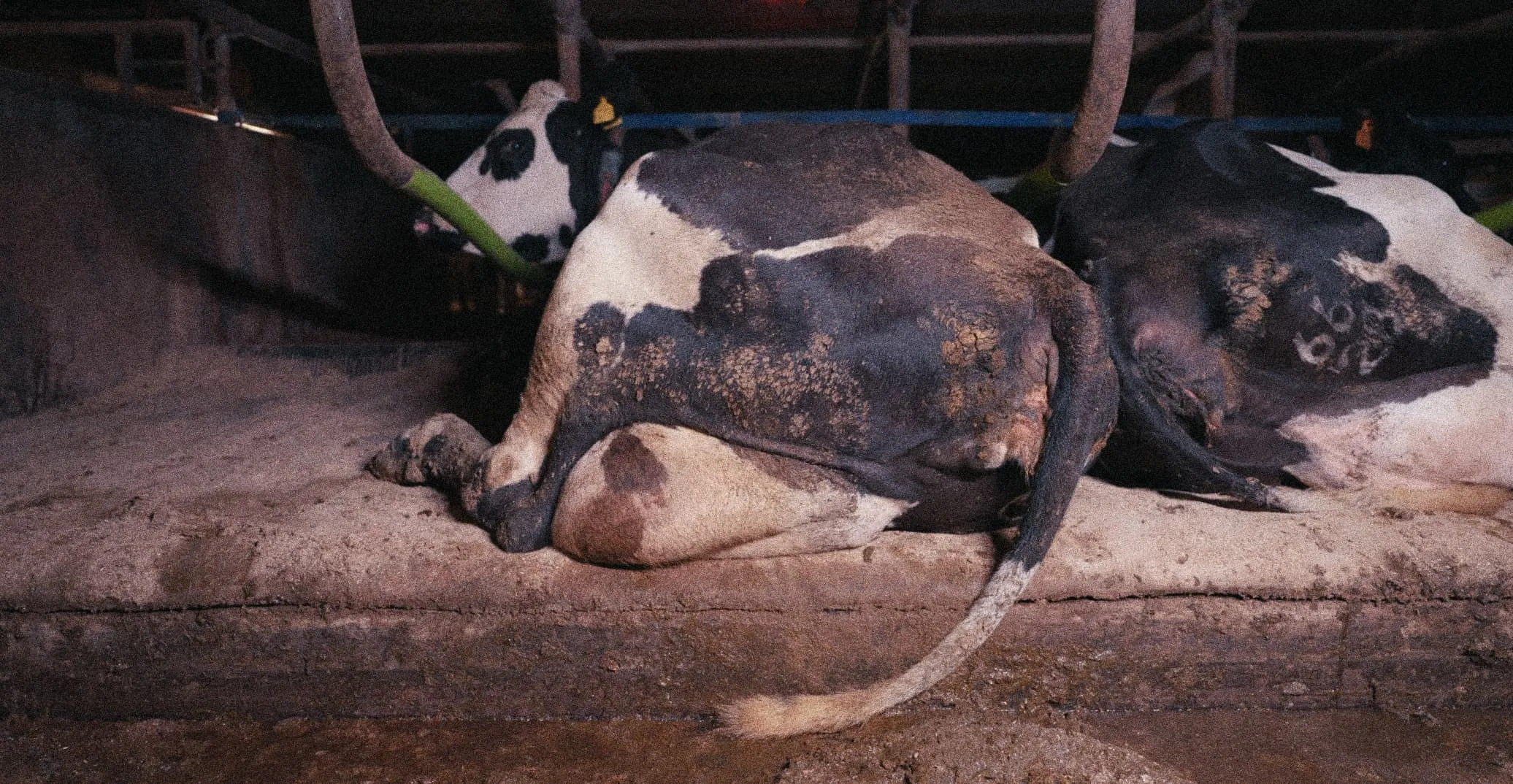 A distressing scene of cows lying on a dirty concrete floor in a dimly lit barn. The cows appear to be cramped and restrained, with visible marks and dirt on their bodies, conveying an atmosphere of neglect and discomfort. The setting seems confined and unhygienic, highlighting the harsh conditions in which the animals are kept.