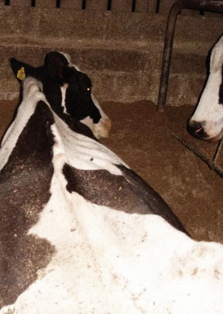 A black and white cow lies motionless on a rough, dirt-covered barn floor, facing away. Its body appears caked in dirt, and another cow rests nearby in similarly bleak surroundings. The cold, rigid barn structures contrast with the animals, vulnerable state.