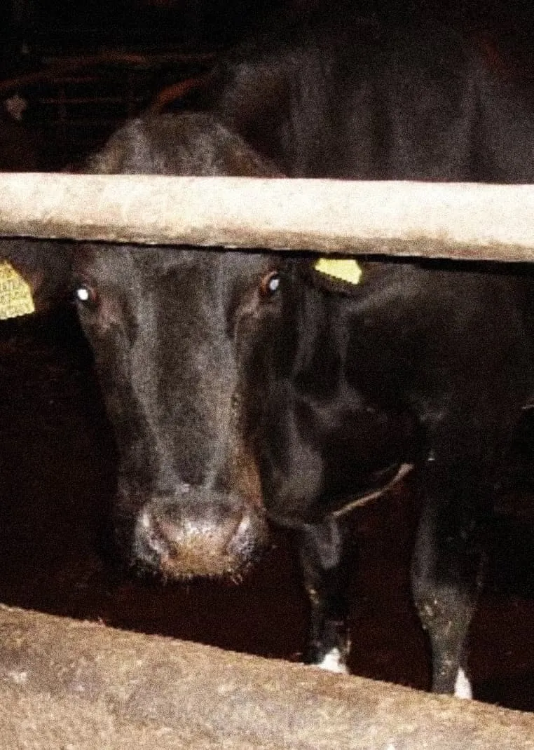 A black cow stands behind a rusted metal railing in a dimly lit barn, its face partially illuminated. Its wide eyes and wet nose press close to the bars, giving a sense of confinement. The dark surroundings and harsh lighting create an unsettling atmosphere