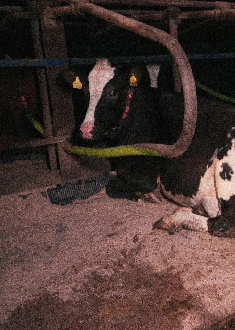 A black and white cow lies on a hard, dirty barn floor, its head resting against a cold metal bar. Yellow ear tags and red identification markers dangle from its ears and collar. The dim lighting and cramped space emphasize the stark, industrial conditions.