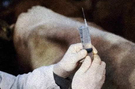 A close-up of gloved hands holding a syringe, preparing for an injection. The blurred background shows a black and white silhouette of a cow, emphasizing a clinical and unsettling environment.