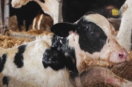 A young calf lying on straw in a dim barn, appearing vulnerable and exposed. The setting looks cramped and unclean, highlighting a distressing atmosphere.