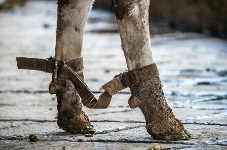  A cow standing in a barn with visibly dirty and buckling legs, surrounded by waste on the floor. The scene conveys neglect and inadequate hygiene, reflecting poor living conditions.