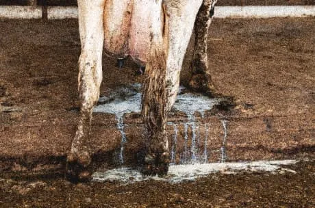  An up-close view of a cow's udders attached to milking equipment. The mechanical nature of the setup suggests an impersonal and industrial environmet