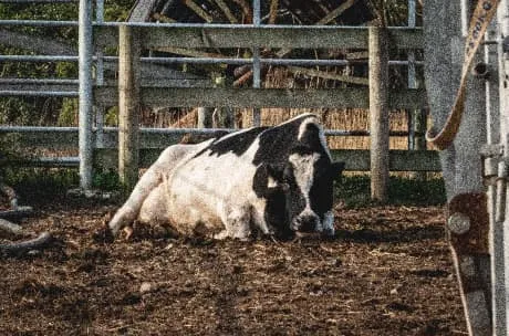 A cow lies on the dirt within a fenced enclosure, appearing lethargic and isolated. The ground is bare and unkempt, suggesting neglect and confinement, contributing to a distressing scene.